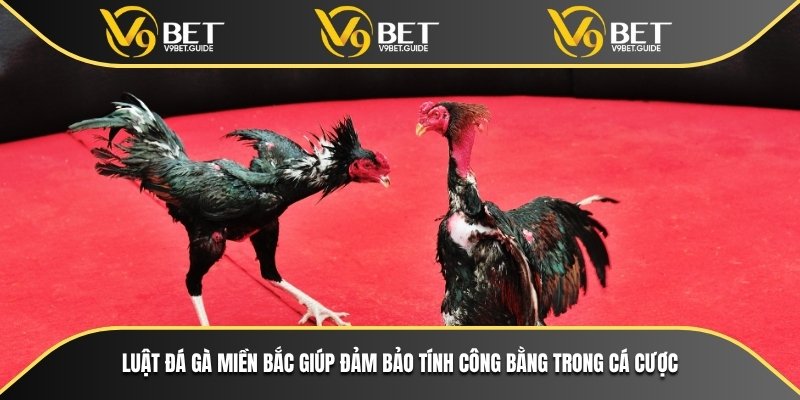 Luật Đá Gà Miền Bắc Và Kinh Nghiệm Cá Cược Tại V9bet 5 Luật đá gà miền bắc giúp đảm bảo tính công bằng trong cá cược