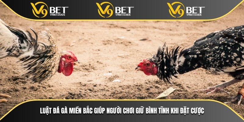 Luật Đá Gà Miền Bắc Và Kinh Nghiệm Cá Cược Tại V9bet 6 Luật đá gà miền bắc giúp người chơi giữ bình tĩnh khi đặt cược