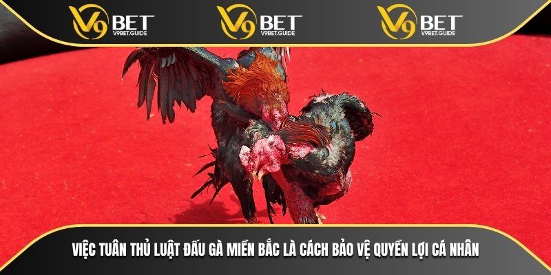 Luật Đá Gà Miền Bắc Và Kinh Nghiệm Cá Cược Tại V9bet 7 Việc tuân thủ luật đấu gà miền bắc là cách bảo vệ quyền lợi cá nhân